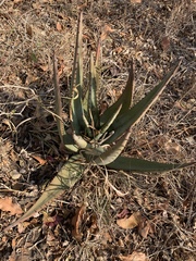 Aloe petricola