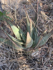 Aloe petricola