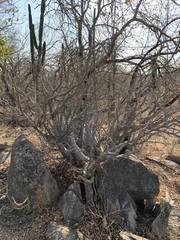 Pachypodium saundersii