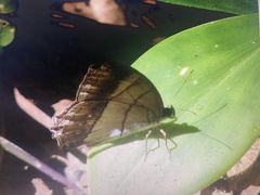 Archeuptychia cluena