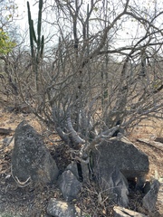 Pachypodium saundersii