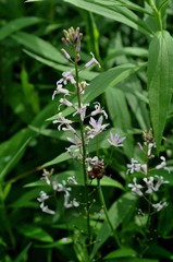 Iodanthus pinnatifidus