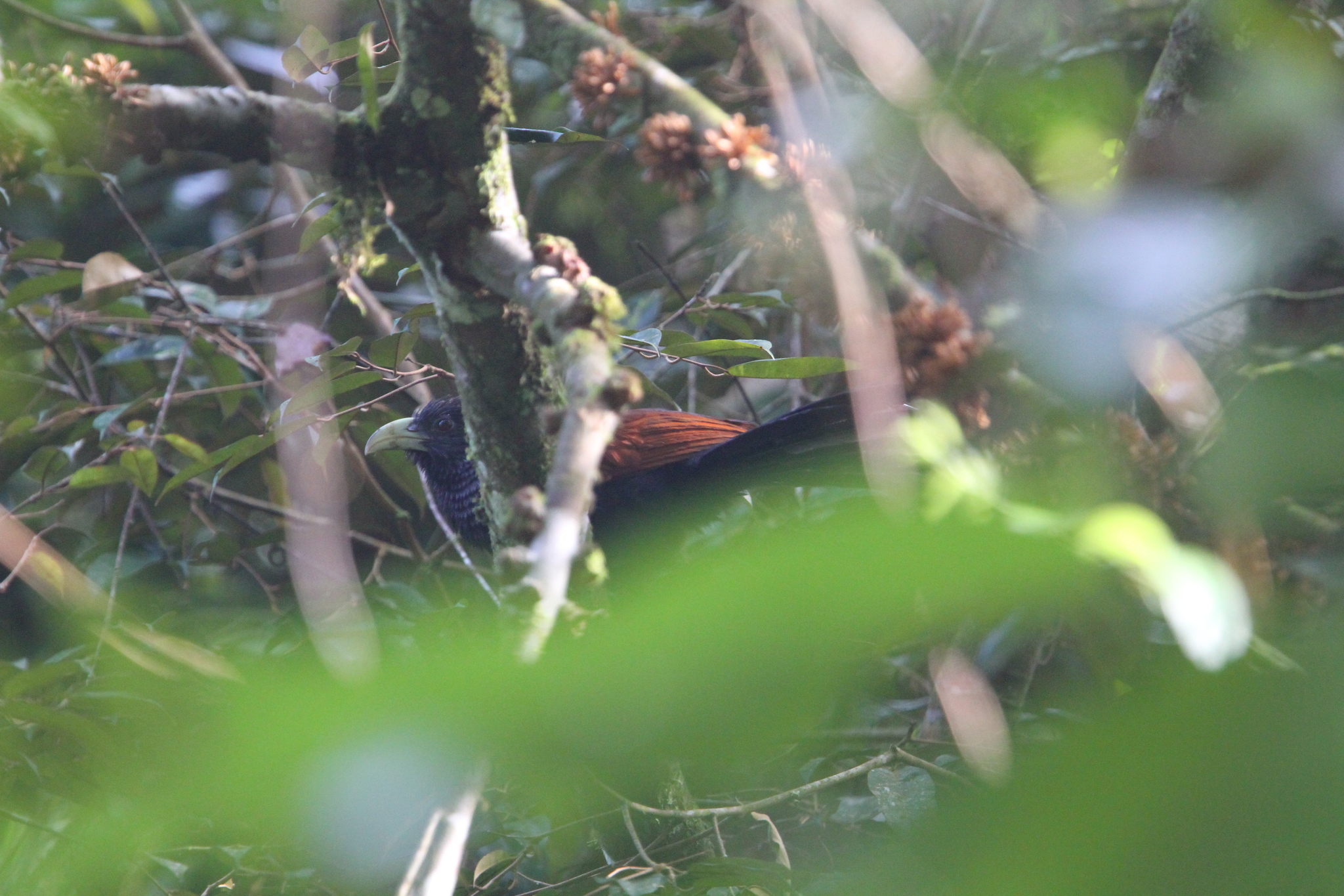 Green-billed Coucal (Centropus chlororhynchos), photo 7