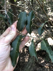 Capparis arborea