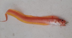 Cepola macrophthalma