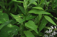 Iodanthus pinnatifidus