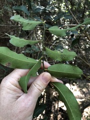 Capparis arborea