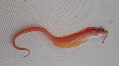 Cepola macrophthalma