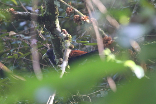 Green-billed Coucal (Centropus chlororhynchos), photo 10