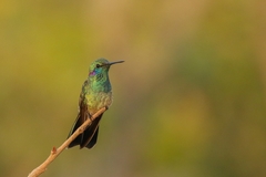 Colibri serrirostris
