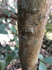 Capparis arborea