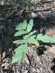 Cupaniopsis tomentella