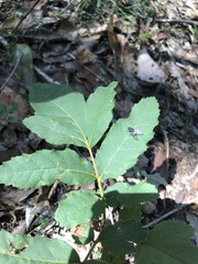 Cupaniopsis tomentella