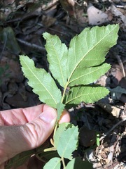 Cupaniopsis tomentella