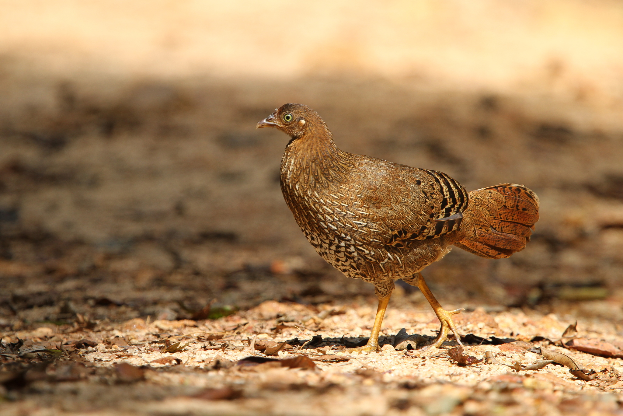 Sri Lanka Junglefowl illustration