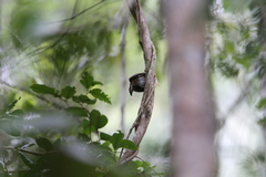 Pomatorhinus melanurus