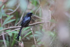 Dicrurus lophorinus