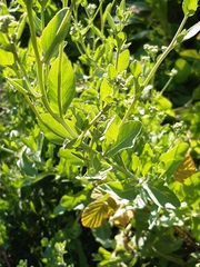 Tanacetum balsamitoides