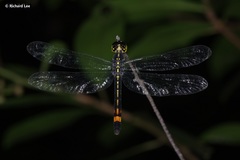 Agrionoptera sexlineata