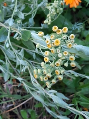 Tanacetum balsamitoides
