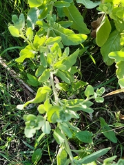 Tanacetum balsamitoides