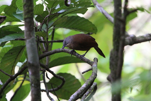 Ashy-headed Laughingthrush (Argya cinereifrons), photo 10