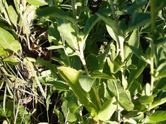 Tanacetum balsamitoides