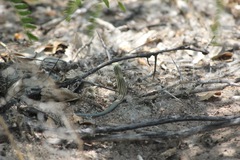 Aspidoscelis neomexicanus