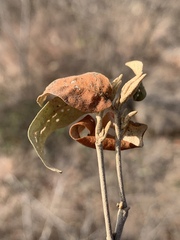 Croton menyharthii