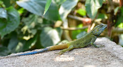 Acanthocercus kiwuensis