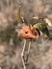 Croton menyharthii