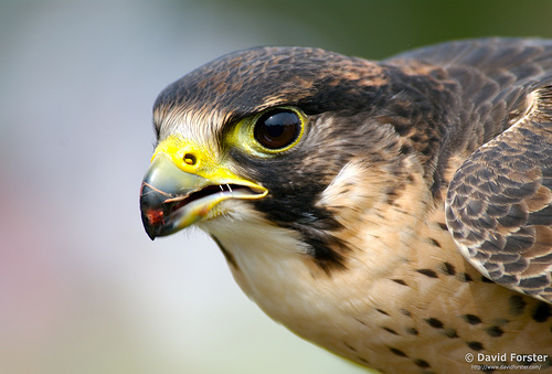 Falcons and Caracaras