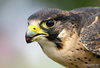 Falcons and Caracaras - Photo (c) David Forster, some rights reserved (CC BY-ND)