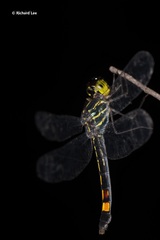 Agrionoptera sexlineata