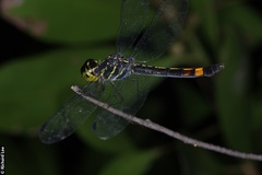 Agrionoptera sexlineata