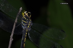 Agrionoptera sexlineata