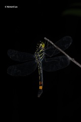 Agrionoptera sexlineata