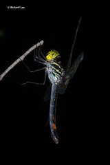 Agrionoptera sexlineata