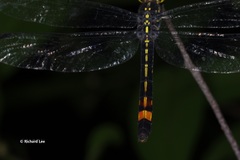 Agrionoptera sexlineata