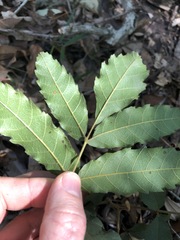 Cupaniopsis tomentella