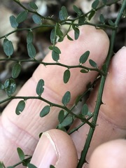 Capparis sarmentosa