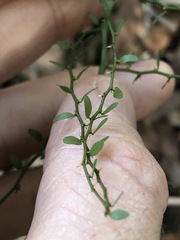 Capparis sarmentosa