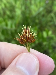 Rhynchospora ciliaris