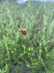 Rhynchospora ciliaris