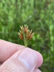 Rhynchospora ciliaris