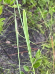 Rhynchospora ciliaris