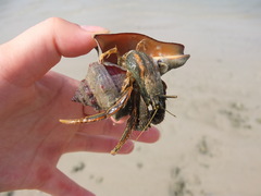 Clibanarius infraspinatus