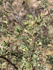 Vachellia swazica