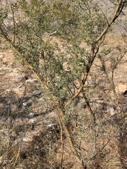 Vachellia swazica