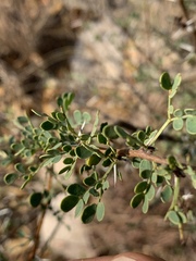 Vachellia swazica